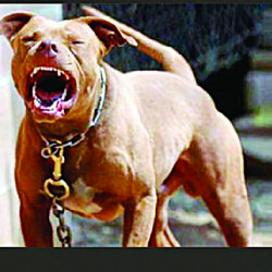 Disminuyen en Nuevo Laredo ataques de perros, aseguran autoridades sanitarias