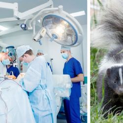 Hombre recibe un trasplante de riñón, pero muere de rabia porque el órgano venía infectado