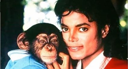 ¿Qué fue de 'Bubbles'?, el chimpancé de Michael Jackson al que le heredó 2 millones de dólares