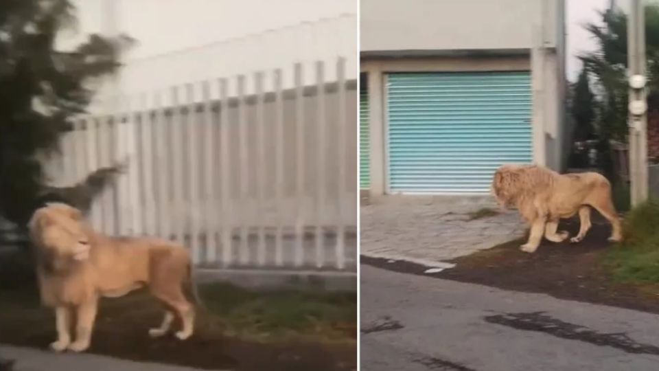 El animal caminó sin preocupaciones por las calles del lugar, afortunadamente, vacía a esas horas del día