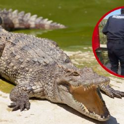 Terror en Tampico: cocodrilo ataca a abuelito y lo deja con el brazo destrozado; lo trasladan grave al hospital