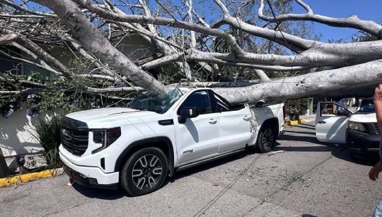 Aironazo tumba árbol gigante y cae sobre dos camionetas en Tamaulipas; reportan dos lesionados