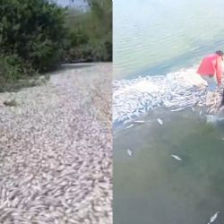 Aparición masiva de peces muertos entre Tamaulipas y Veracruz  genera alarma; Conagua revela a qué se debe | VIDEO