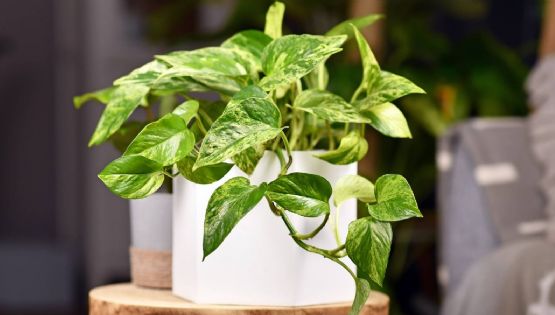 Esta 'superplanta' creada por la ciencia puede limpiar tu casa hasta 30 veces más que una común