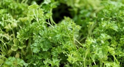 Cilantro y perejil: los siete mejores trucos para saber diferenciarlos fácilmente