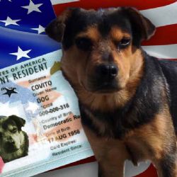 ¡Covito será gringo!: Residente de EEUU lo adopta y se lo llevarán a Laredo, TX