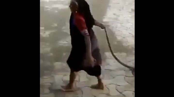 Viral: Una anciana arrastra una Cobra viva sujetándola por la cola