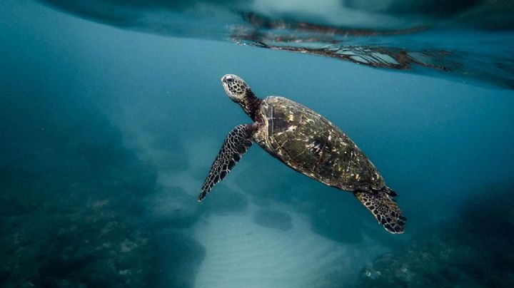 ¡Día mundial de las tortugas marinas! 6 de 7 especies están en PELIGRO DE EXTINCIÓN