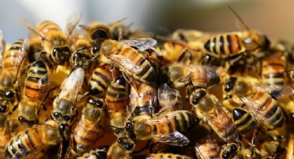 Albañil es atacado por enjambre de abejas en Durango