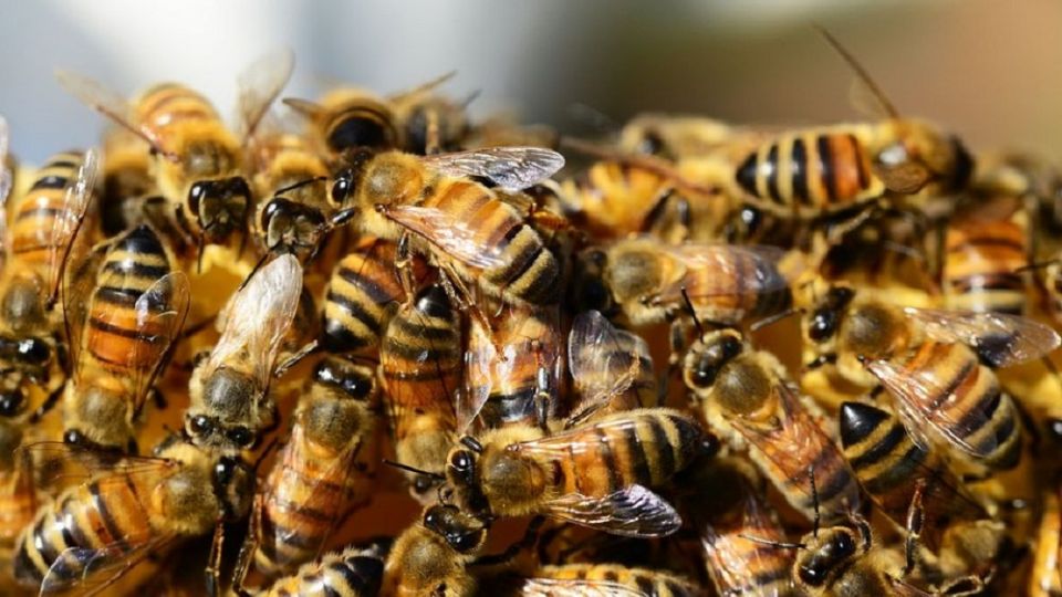 Potencialmente mortales en enjambres, las abejas no suelen atacar a menos que vean amenazado su hogar, como fue el caso de este trabajador