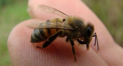 Alerta por incremento de enjambres de abejas en Tampico