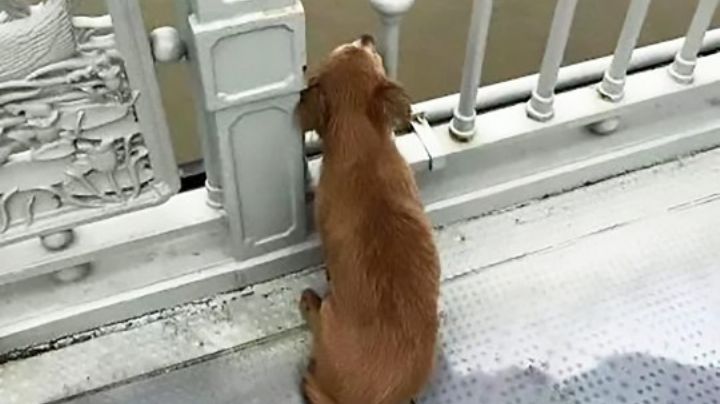 ¡No alimentes a perros callejeros! la polémica prohibición de Mérida