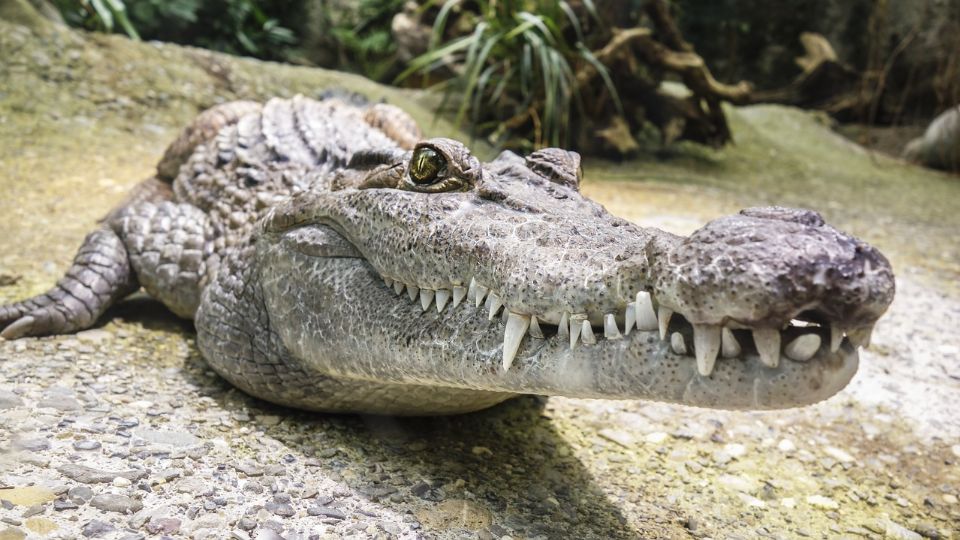 Los vecinos creen que hay más animales por la zona