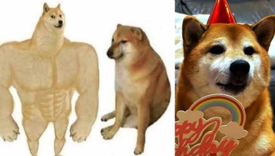 Cheems, el famoso perrito de los memes cumplió 10 años