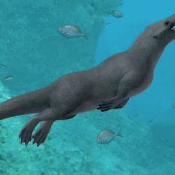 Ballena de cuatro patas es hallada en Perú