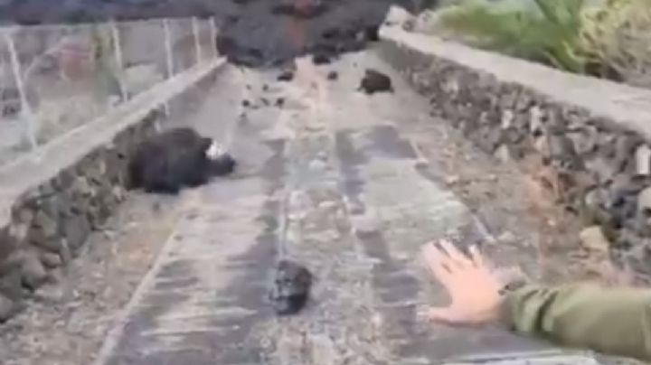 VIDEO: Reportero se quema al tocar la lava del volcán Cumbre Vieja en La Palma