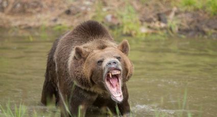 Selfie peligrosa: Encarcelan a mujer por tomarse una foto con osa grizzly