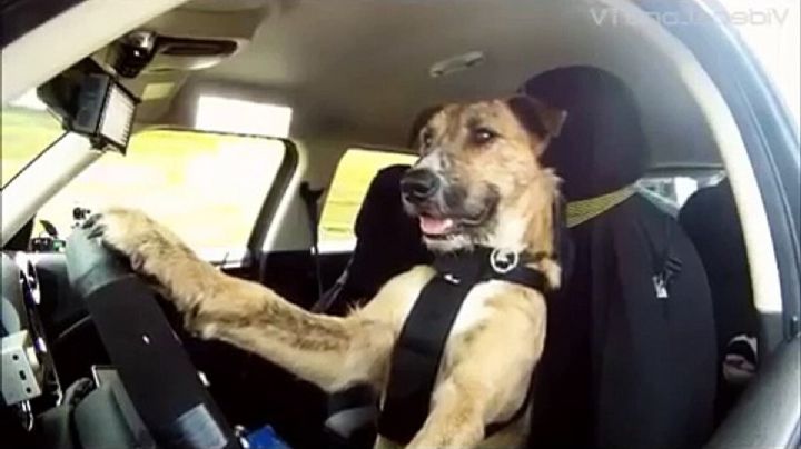 Si no tengo licencia de conducir, ¿aún así me protege mi seguro de auto?