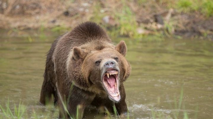 Selfie peligrosa: Encarcelan a mujer por tomarse una foto con osa grizzly