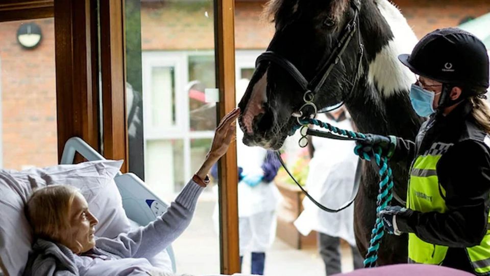 Recostada en su cama en un hospicio de Cheshire, en Inglaterra, la mujer tuvo la oportunidad de ver y acariciar a su caballo