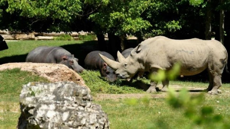 Se le considera el rinoceronte blanco más longevo en cautiverio