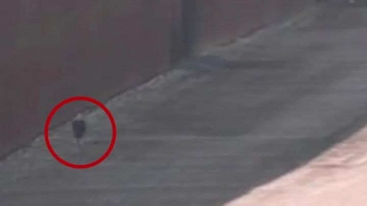 Pollero abandona a niña de 7 años en muro fronterizo (VIDEO)