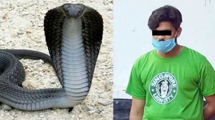 Hombre mata a su esposa haciendo que cobra le mordiera cuando dormía