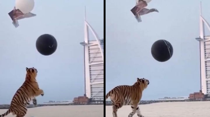 VIDEO: En Dubái pareja usa a tigre para revelar género de su bebé