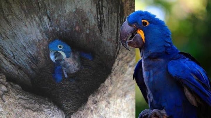 Nacimiento de Guacamayo azul da esperanza contra la extinción de la especie.