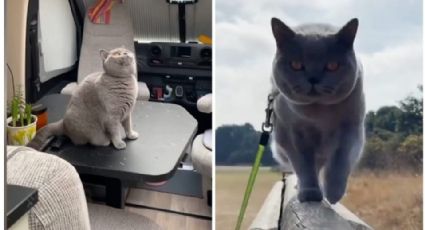 Mujer vence el cáncer y vende todo para viajar por Europa en compañía de su gatito