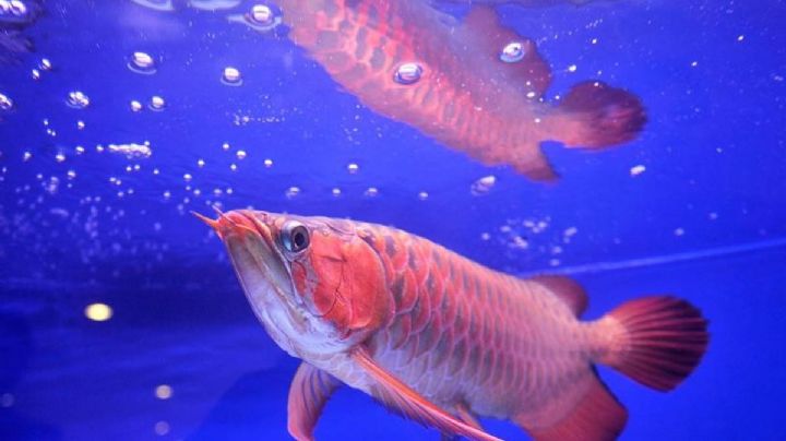 “Fue para darle una lección”: Mujer cocina al pez mascota de su esposo
