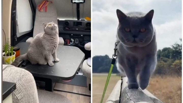 Mujer vence el cáncer y vende todo para viajar por Europa en compañía de su gatito