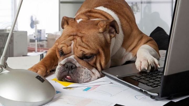 ¿Buscas trabajo? Esta oferta laboral te ofrece hasta 40 mil pesos al mes