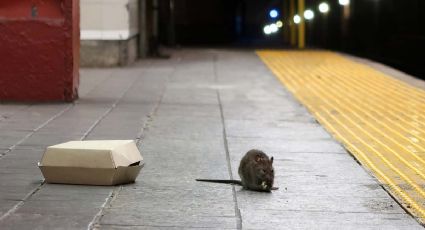 Alerta en Nueva York: Aumentan casos de rara enfermedad transmitida por orina de rata