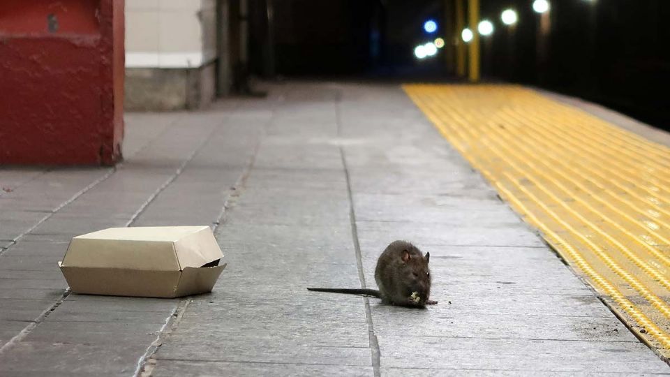 El Departamento de Salud de la ciudad de Nueva York alertó sobre el aumento repentino de casos de leptospirosis