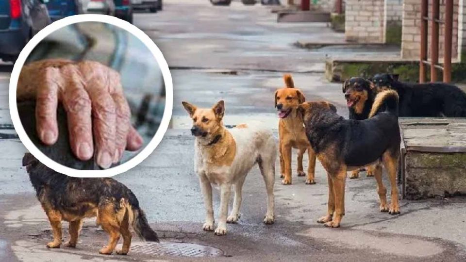 Antes, el anciano envenena a sus 13 perritos