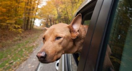 Consejos para cuidar tu auto en otoño -protégelo del cambio de temperatura-