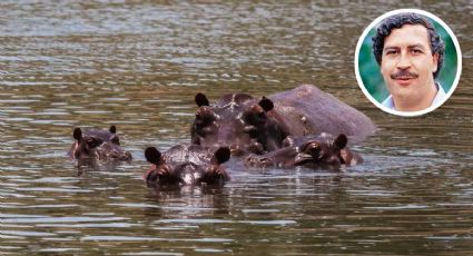 Hipopótamos de Pablo Escobar se multiplican y ahora son una amenaza ecológica