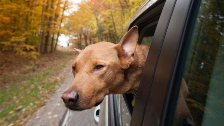 Consejos para cuidar tu auto en otoño -protégelo del cambio de temperatura-