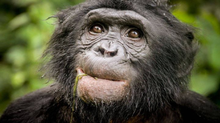 (Imágenes sensibles): Por primera vez en la historia se encuentran casos de lepra en chimpancés