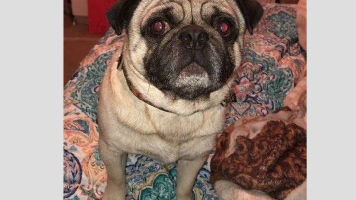 Empleado de Laredo entrega perro a persona que no era el dueño; lo arrestan