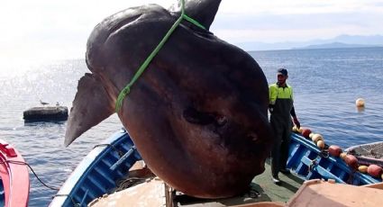 En España hallan pez de casi ¡2 MIL KILOS! ¡Es un gigante!