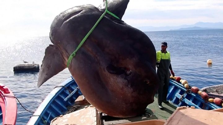 En España hallan pez de casi ¡2 MIL KILOS! ¡Es un gigante!