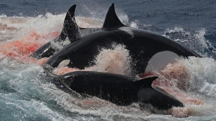 IMAGENES FUERTES: Ballena azul es devorada por 70 orcas