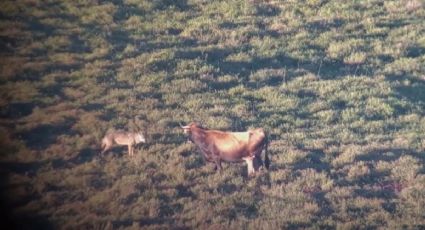 VIDEO: Vaca muestra el amor de madre protegiendo su ternero del ataque de lobos