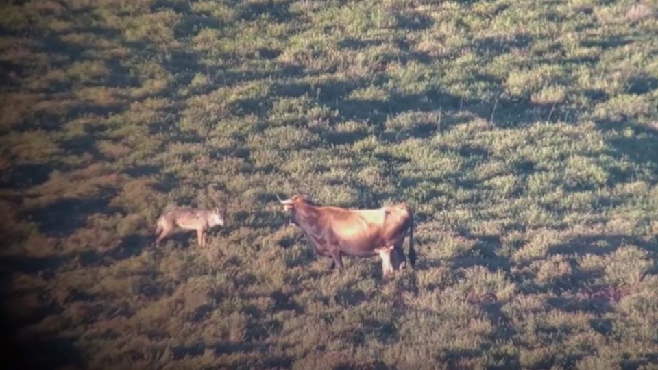 El instinto maternal de una vaca la llevo a hacer frente a una manada de lobos para proteger a su cría