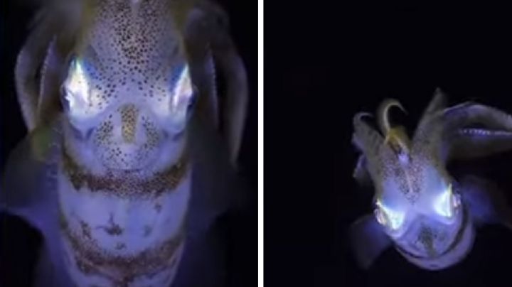 VIDEO: Buceador graba extrañas criaturas marinas