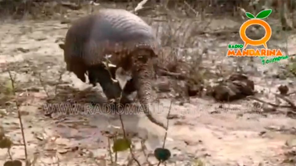 El gran animal fue liberado en su hábitat natural