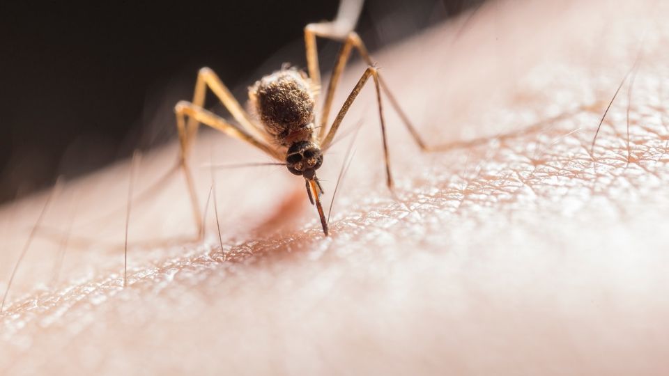 Los mosquitos podrían transmitir y propagar este mortal virus