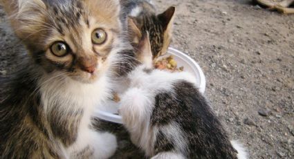 Envenenamiento masivo de gatos mata también animalitos de un rescatista